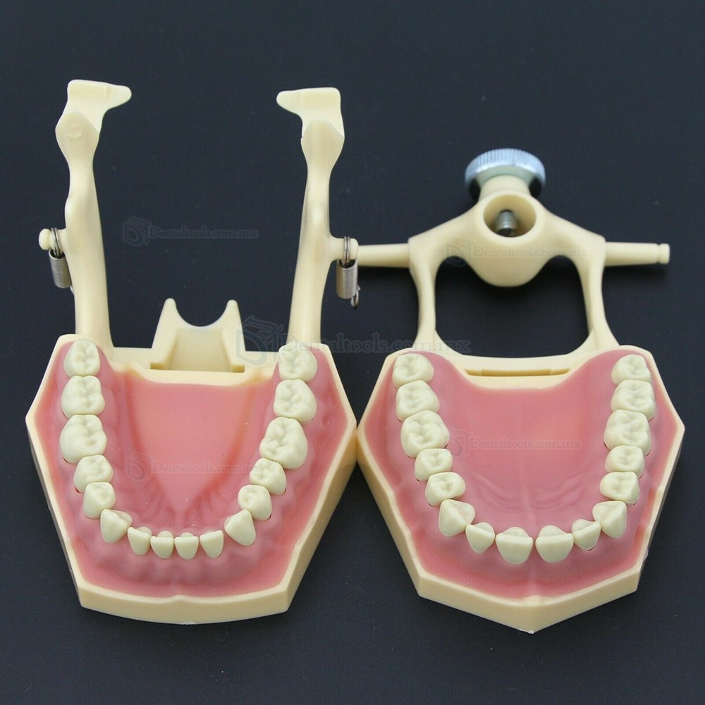 Fantoma Modelo de Práctica Dental compatible con Frasaco AG3 Typodont